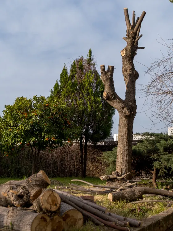 Tree Services